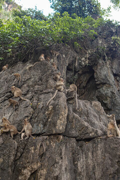 Tropical cliff with a group of monkeys in the wild