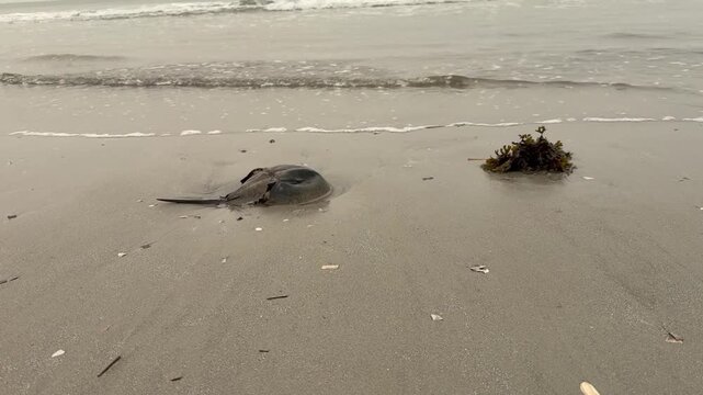 Beached horseshoe crab on the beach wet sand at the foot of the ocean as the ocean water rushes in and washes over the crab.
