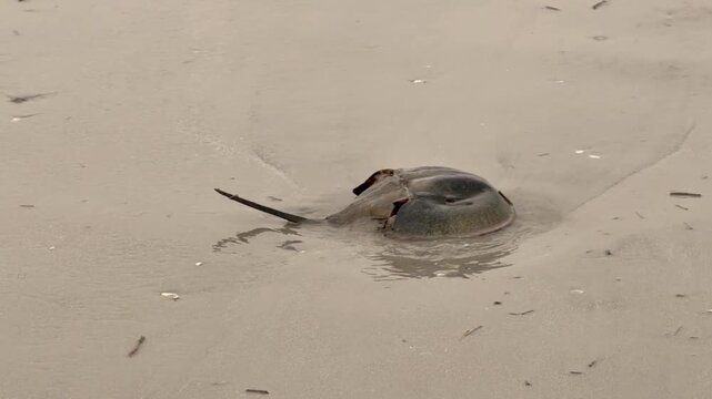 Horseshoe crab on the beach wet sand at the foot of the ocean as the ocean water rushes in and washes over the crab.