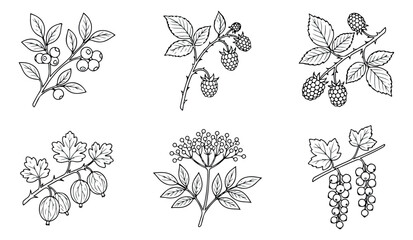Vintage botanical berry illustrations, set of 6 hand drawn garden fruit sketches, black and white line art of raspberry and gooseberry for organic food packaging © Muhammad Sajjad