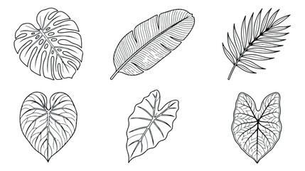 Tropical leaf line art collection, 6 black and white botanical vector elements, hand drawn monstera and palm foliage icons for summer branding © Muhammad Sajjad