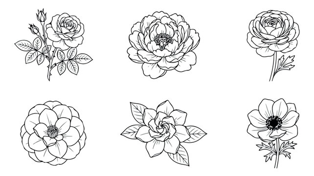 Vintage botanical line art flowers, set of 6 hand drawn floral sketches. Black and white rose peony and anemone vector illustrations for wedding invitations.