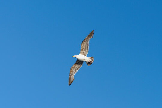 A low angle view of a seagull bird with wings spread wide and a white body flying high against as clear blue sky