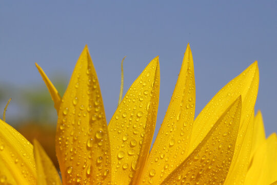 Close-up of bright yellow sunflower petals covered in water droplets and morning dew, set against a clear blue sky. Vibrant detail conveys freshness, summer, nature and botanical beauty.