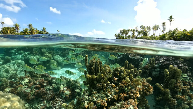 Luxury resort photo of French Polynesia snorkeling. Tropical 
paradise island Taha'a with exotic fish under wave of 
clear water on seabed 
azure Pacific Ocean with coral reef.