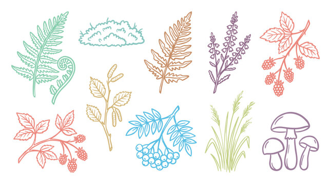 Hand drawn forest botanical elements collection featuring ferns, berries, mushrooms, and various wild plants in a charming outline style.