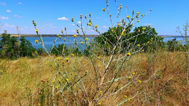Yellow starthistle (Centaurea solstitialis L.), also known as St. Barnaby's thistle or yellow star thistle.