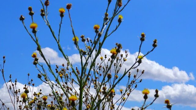 Golden starthistle (Centaurea solstitialis L.), also known as yellow starthistle or St. Barnaby's thistle.