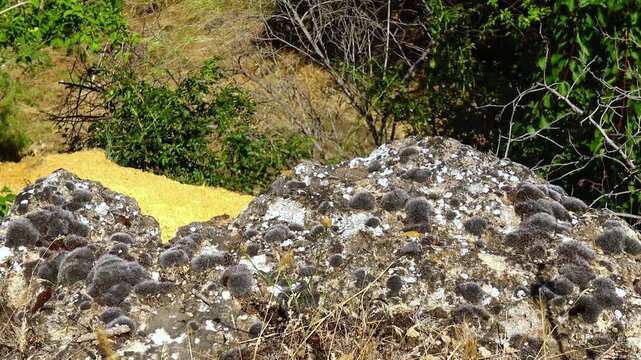 Lichens, including members of the family Roccellaceae and the species Toninia sedifolia, growing on rocks.