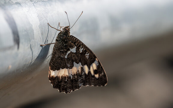 Woodland grayling butterfly perching on metallic surface