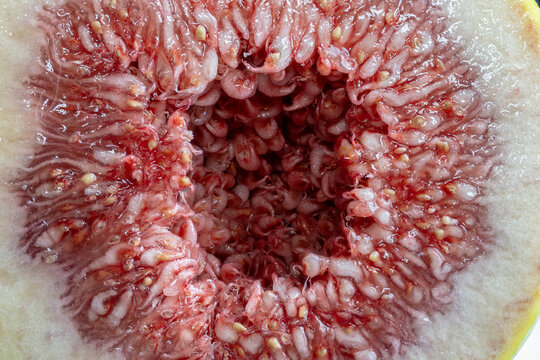 Ripe fig fruit interior showing texture and seeds