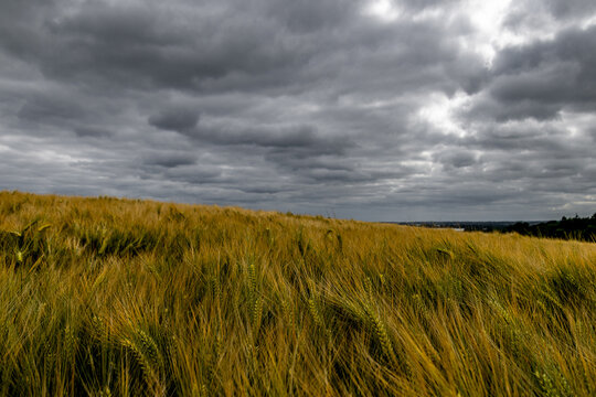 Dark clouds over the cornfield