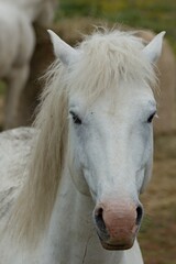 Naklejka premium Camargue horses (Equus ferus caballus) near Albaron village in Camargue National Park. Rhone River Delta in Provence. France. Europe.