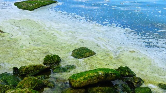 Foam associated with algal bloom covering a rocky seashore with large coastal boulders densely overgrown by bright green marine algae.