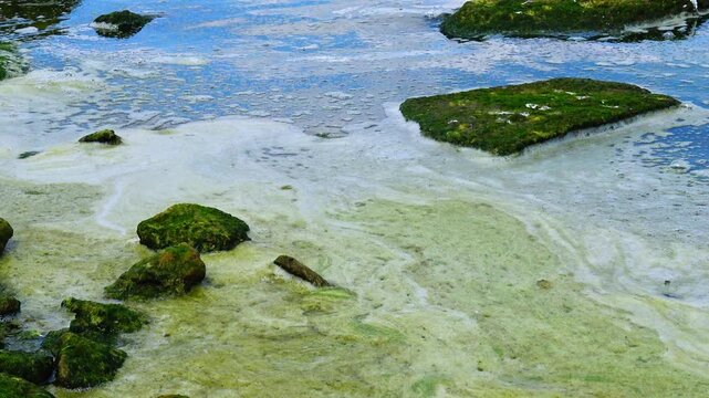 Green Algae Covered Coastal Boulders with Sea Foam During Summer Algal Bloom.