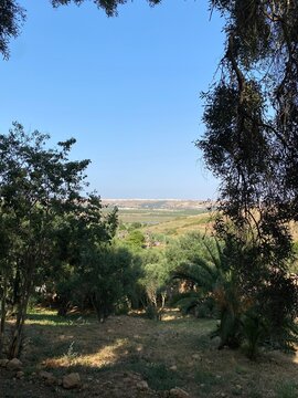 Scenic landscape with trees in Chellah, Rabat, Morocco