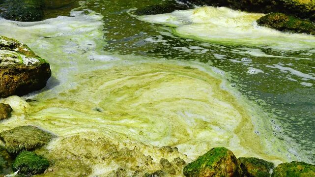 Foam associated with algal bloom covering a rocky seashore with large coastal boulders densely overgrown by bright green marine algae.