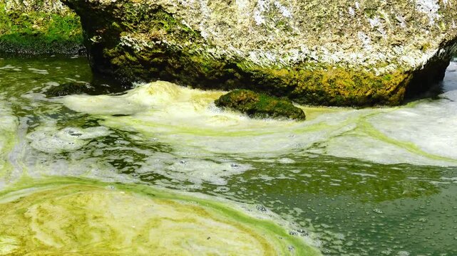 Green Algae Covered Coastal Boulders with Sea Foam During Summer Algal Bloom.