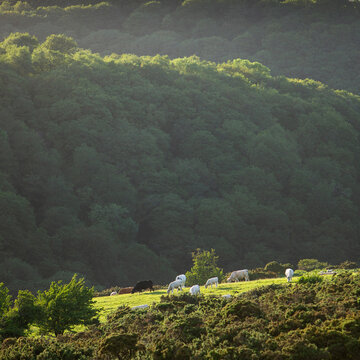 beautiful landscape with trees, grazing cows and fields seen from dartmoor hills in devon