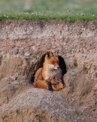 Fototapeta premium A mother fox and her cub rest inside an underground burrow.