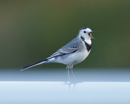 A white wagtail bird stands with its beak open against a blurred background.