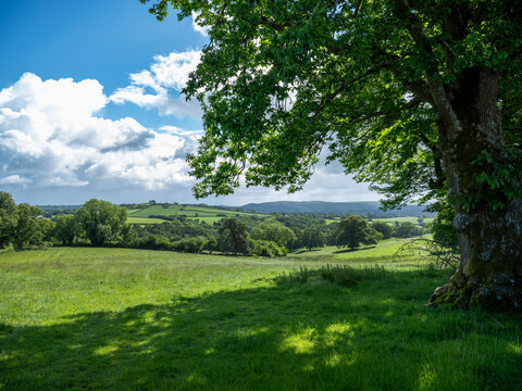 beautiful meadow landscape with fields and trees in dartmoor national park