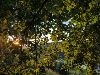 Fototapeta premium Golden sunset shining through green tree canopy above a peaceful river on the mountain. Scenic summer bright calm landscape with warm evening light, lush foliage and tranquil natural atmosphere. 