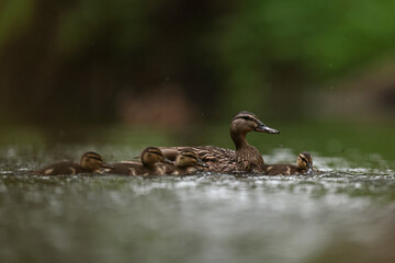 kaczka krzyżówka (Anas platyrhynchos), duck © Bartosz Rakoczy