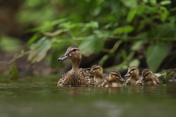 kaczka krzyżówka (Anas platyrhynchos), duck © Bartosz Rakoczy