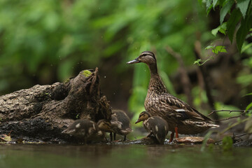 kaczka krzyżówka (Anas platyrhynchos), duck © Bartosz Rakoczy