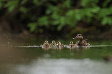 kaczka krzyżówka (Anas platyrhynchos), duck © Bartosz Rakoczy