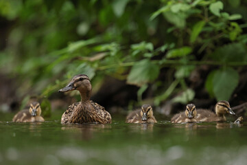 kaczka krzyżówka (Anas platyrhynchos), duck © Bartosz Rakoczy