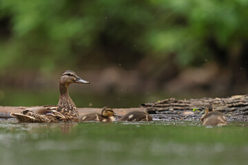 kaczka krzyżówka (Anas platyrhynchos), duck © Bartosz Rakoczy
