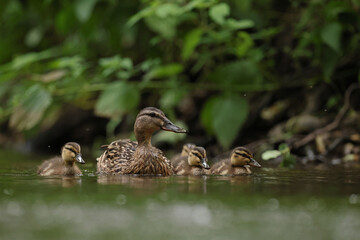 kaczka krzyżówka (Anas platyrhynchos), duck © Bartosz Rakoczy