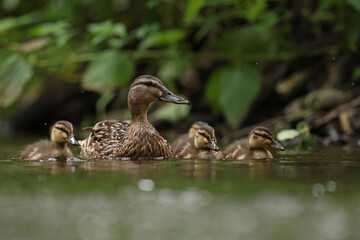 kaczka krzyżówka (Anas platyrhynchos), duck © Bartosz Rakoczy