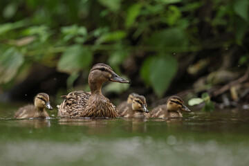 kaczka krzyżówka (Anas platyrhynchos), duck © Bartosz Rakoczy