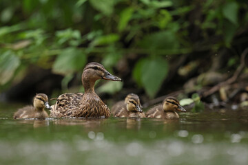 kaczka krzyżówka (Anas platyrhynchos), duck © Bartosz Rakoczy
