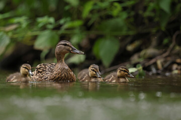 kaczka krzyżówka (Anas platyrhynchos), duck © Bartosz Rakoczy