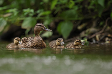 kaczka krzyżówka (Anas platyrhynchos), duck © Bartosz Rakoczy