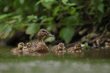 kaczka krzyżówka (Anas platyrhynchos), duck © Bartosz Rakoczy