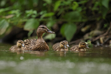 kaczka krzyżówka (Anas platyrhynchos), duck © Bartosz Rakoczy
