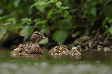 kaczka krzyżówka (Anas platyrhynchos), duck © Bartosz Rakoczy