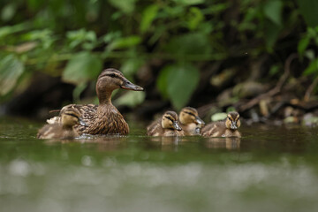 kaczka krzyżówka (Anas platyrhynchos), duck © Bartosz Rakoczy