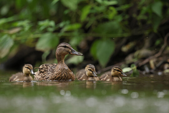 kaczka krzyż&oacute;wka (Anas platyrhynchos), duck
