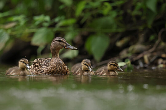 kaczka krzyż&oacute;wka (Anas platyrhynchos), duck