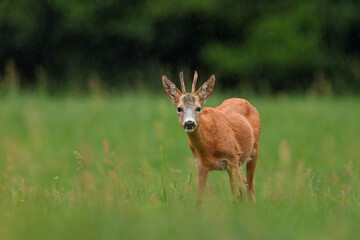 Sarna europejska (Capreolus capreolus) roe deer © Bartosz Rakoczy