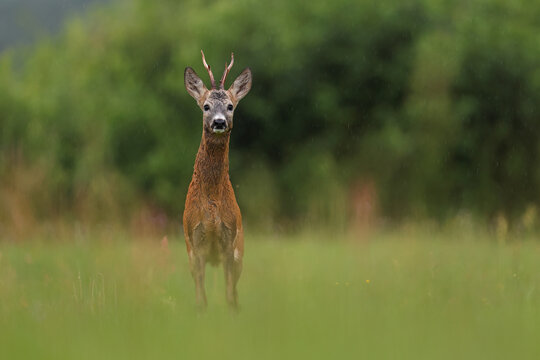Sarna europejska (Capreolus capreolus) roe deer