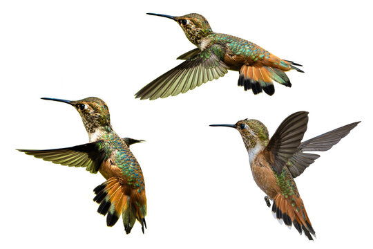 Rufous Hummingbird (Selasphorus rufus) Triad, Photos, in Flight Over a Transparent Isolated PNG Background