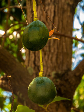 avocado tree in sunny day in Brazil, Brazilian tropical fruit