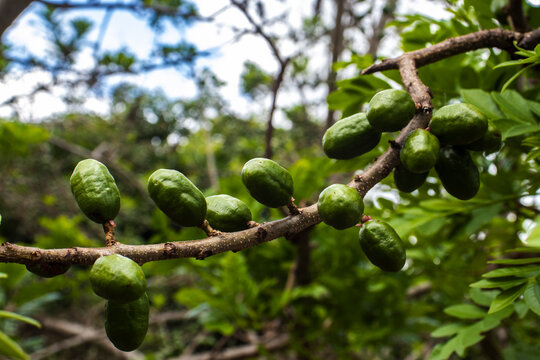 Unripe green jocote fruits (Spondias purpurea), also known as seriguela, growing on a tree branch in a natural setting.